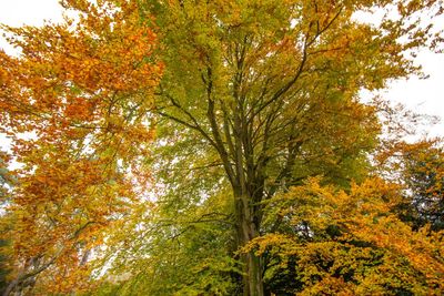 Low angle view of trees against sky