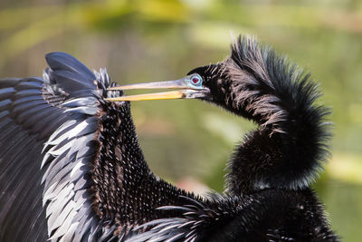 Close-up of a bird