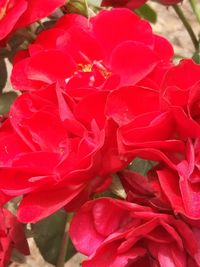 Close-up of red rose