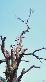 Low angle view of bare tree against clear blue sky