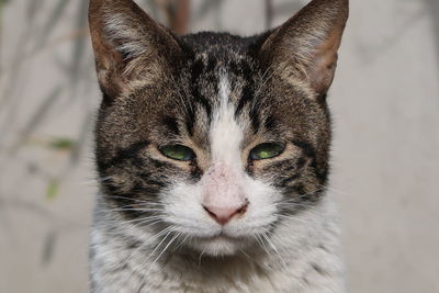 Close-up portrait of cat