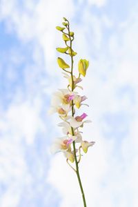 Low angle view of purple flowering plant against sky