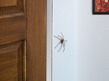 Close-up of spider on wall