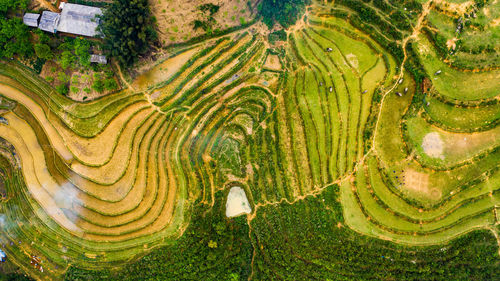 Scenic view of agricultural field