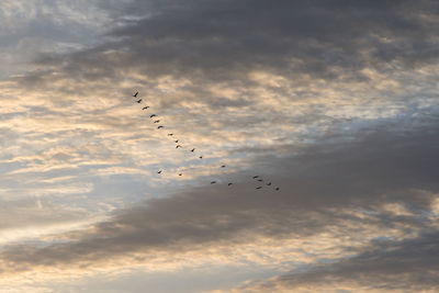 Silhouette birds migrating against sky during sunrise