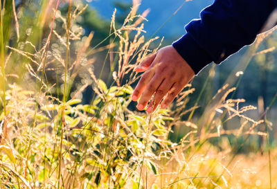 Midsection of man touching plant on field