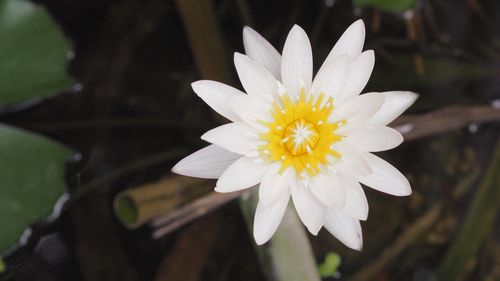 Close-up of white daisy flower