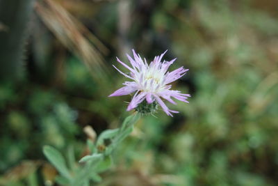 Close-up of flower blooming outdoors