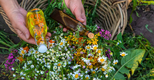 Cropped hand of woman picking flowers