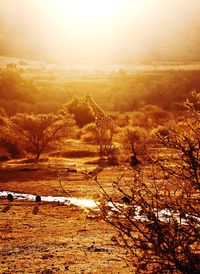 Trees on countryside landscape at sunset