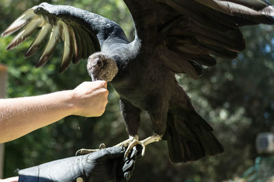 Cropped hand feeding bird outdoors