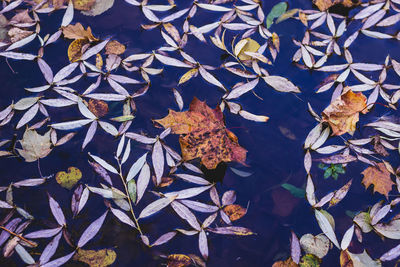 High angle view of maple leaves