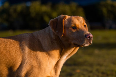 Close-up of dog looking away