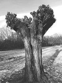 Tree trunk on field against sky