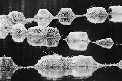 Reflection of trees in water