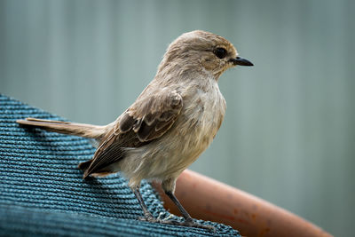 Close-up of bird perching on net