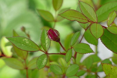 Close-up of red berries on plant