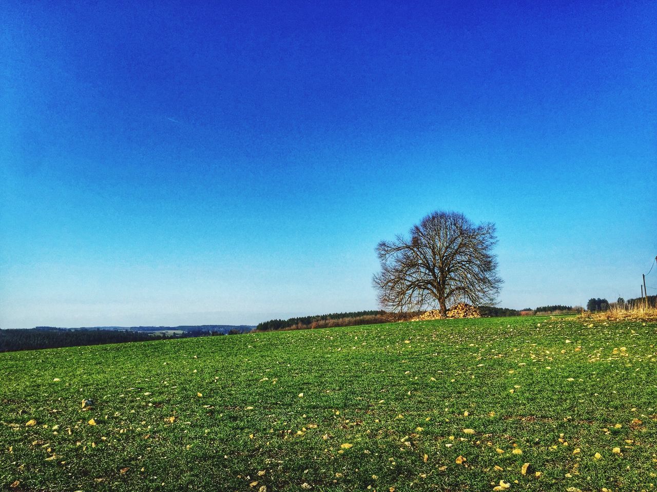 clear sky, blue, copy space, field, tranquil scene, tranquility, landscape, beauty in nature, scenics, tree, nature, growth, grass, rural scene, idyllic, horizon over land, outdoors, non-urban scene, grassy, day