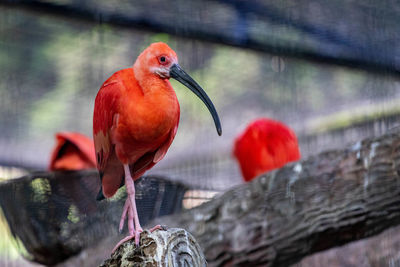 Close-up of bird perching on branch