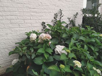 Close-up of white flowering plant against wall