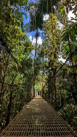 Low angle view of trees in forest