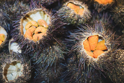 High angle view of dried fruits on field