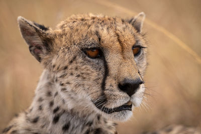 Close-up of female cheetah in long grass