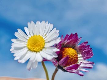 Close-up of white daisy