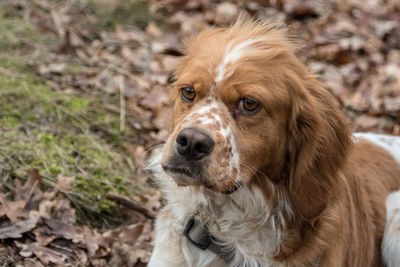 Close-up portrait of dog on field