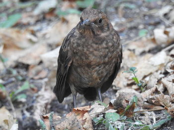 Close-up of a bird perching on a land