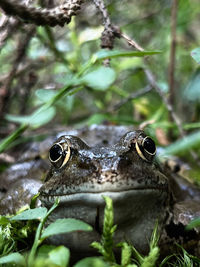 Close-up of frog in forest