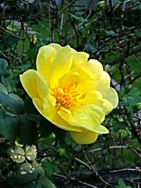 Close-up of yellow flower