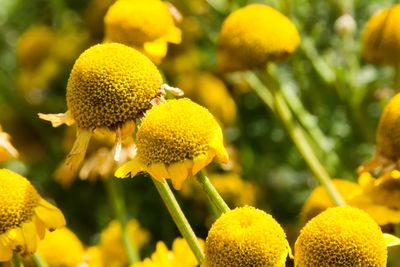 Close-up of yellow flowering plant