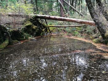 Trees growing in forest