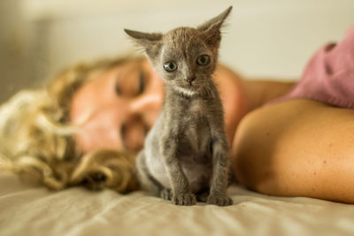 Cat relaxing on bed at home