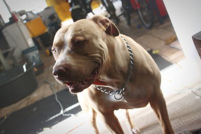 Close-up of dog looking away at home