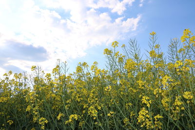 Scenic view of yellow flowering plants against sky