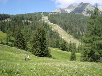 Scenic view of field against trees