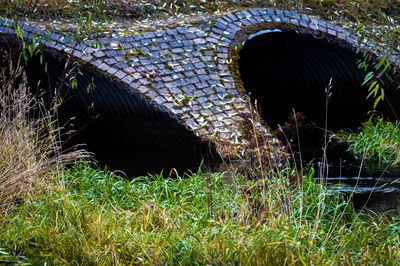 Plants growing on field