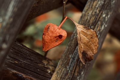 Close-up of dried leaf on wood