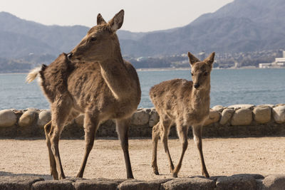 Portrait of sheep standing on land