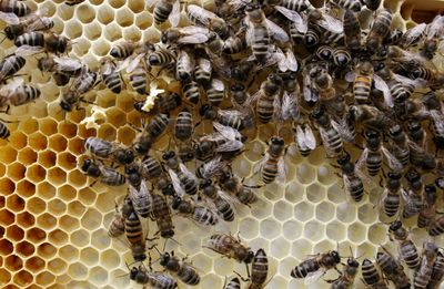 High angle view of bee on farm