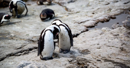 View of penguins on rock