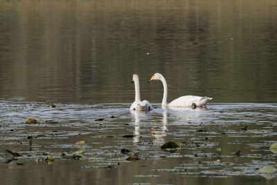 Swans swimming in lake