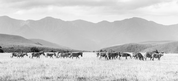 Scenic view of plain with zebras against mountains