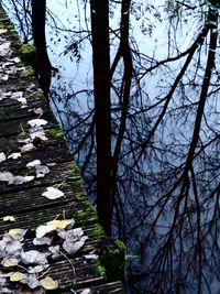 Bare trees in water