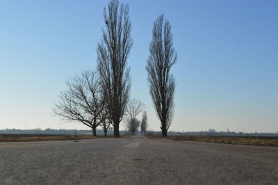 Bare trees on road against clear blue sky