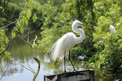 Snowy egret perching by river in forest