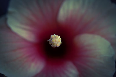 Full frame shot of white flowering plant