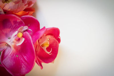 Close-up of day lily blooming against white background